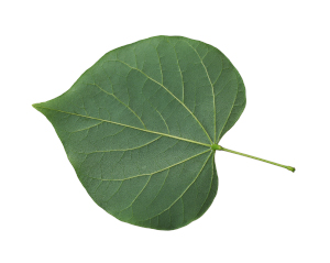 Redbud Leaf